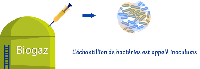 bactérie dans les digesteurs anaérobies